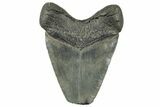 Serrated, Fossil Megalodon Tooth - Feeding Damaged Tip #325761-1